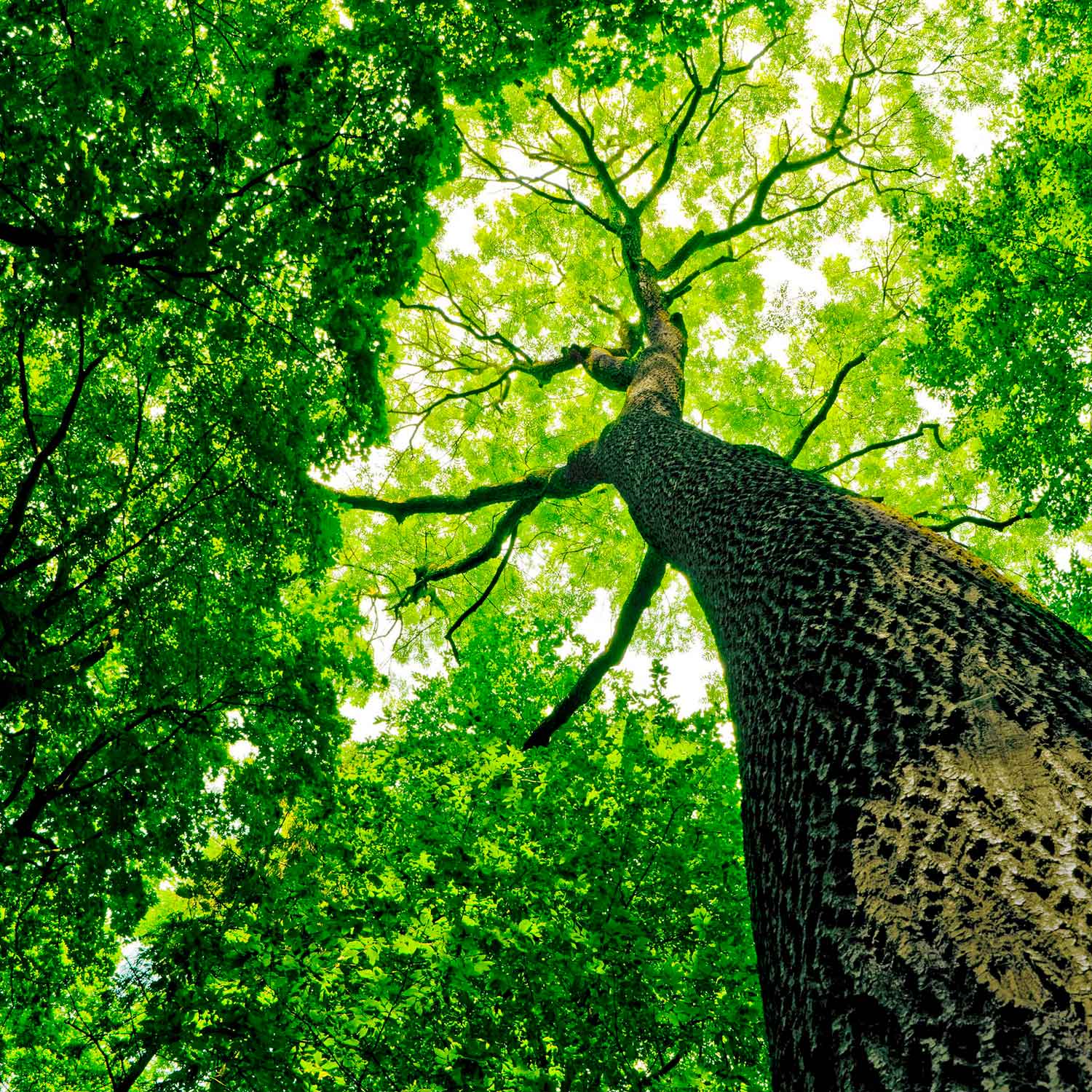 Onoranze Funebri Donadel